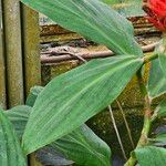 Costus curvibracteatus Leaf