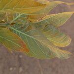 Combretum adenogonium Leaf