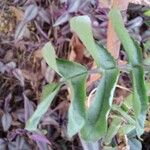 Kalanchoe prolifera Folio