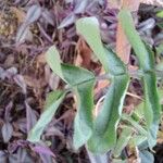 Kalanchoe prolifera ᱥᱟᱠᱟᱢ