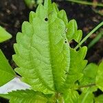 Pilea pumila Leaf