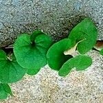 Dichondra carolinensis Feuille