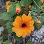 Thunbergia alataᱵᱟᱦᱟ