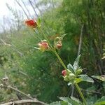 Scrophularia sambucifolia Kukka