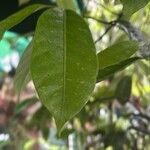 Myristica fragrans Leaf