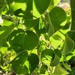 Ipomoea spathulata Feuille