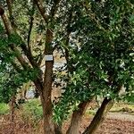 Quercus phillyreoides Casca