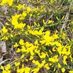 Cytisus decumbens Flor