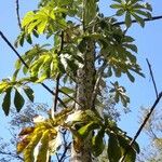 Cecropia pachystachya 葉