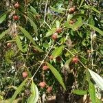 Maytenus boaria Fruto