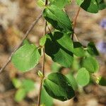 Ceanothus lemmonii Hàbitat