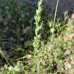 Linum strictum Staniste