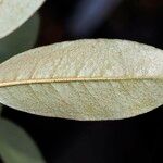 Rhododendron maddenii Leaf