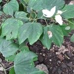 Bauhinia acuminata Blatt