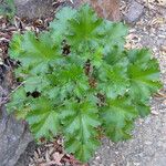 Heuchera maxima Plante entière