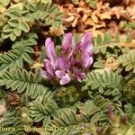 Astragalus stella Habit