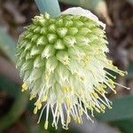 Allium altaicum ফুল