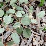 Croton punctatus Feuille