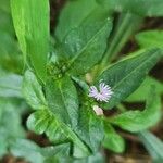 Elephantopus elatus Flor