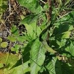 Oenothera × fallax Leaf