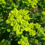 Euphorbia verrucosa Flower