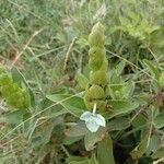 Ecbolium viride Flower