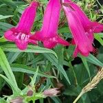 Penstemon barbatus Leaf