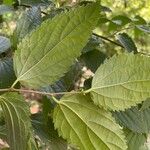 Celtis africana Folio