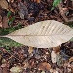 Chrysophyllum lucentifolium Hoja