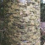 Pseudotsuga menziesii Kéreg/szár
