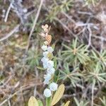 Chamaedaphne calyculata Floare