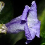 Strobilanthes auriculataKukka