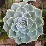 Echeveria secundaЛист