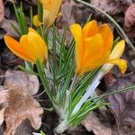 Crocus chrysanthus Folha