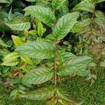 Diervilla lonicera Leaf