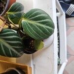 Peperomia maculosa Ліст