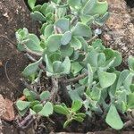 Cotyledon barbeyi 叶