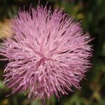 Mantisalca salmantica Flower