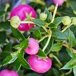 Gaultheria mucronata Fruit