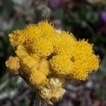 Helichrysum stoechas Blüte