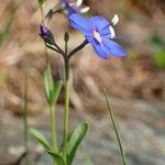 Veronica fruticans Hàbitat