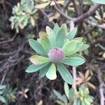 Euphorbia balsamifera Õis