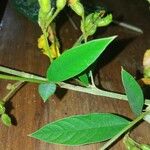 Cajanus cajan Leaf