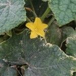 Cucumis sativus花