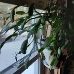Schlumbergera bridgesii Fulla