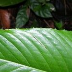 Spathiphyllum phryniifolium List