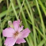 Dianthus sylvestrisFlor