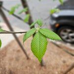 Ulmus americana Leaf