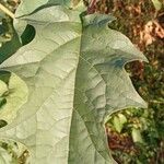 Datura stramonium Листок