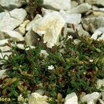 Silene sedoides Natur